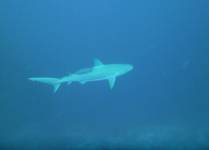 Muitos tubarões durante mergulho em Felipe's Point, em Providencia, ilha colombiana no Caribe